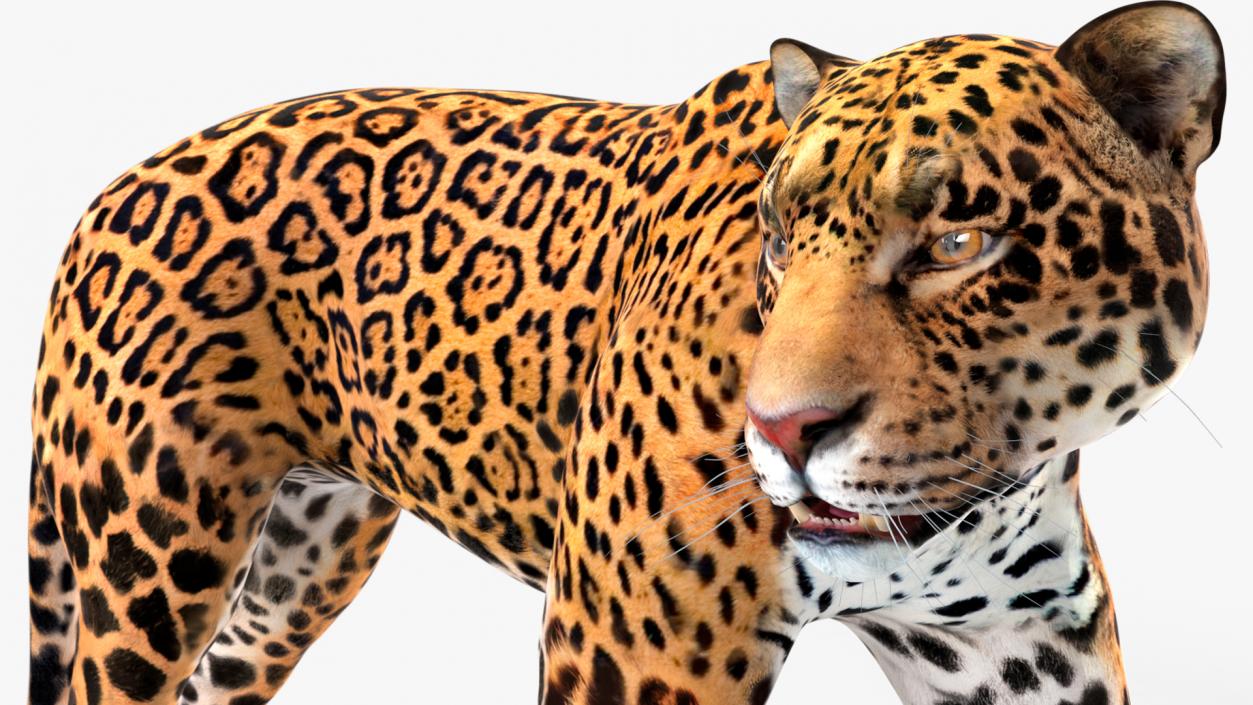 Jaguar Rigged for Cinema 4D 2 3D model