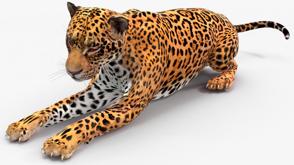 Jaguar Rigged for Cinema 4D 2 3D model