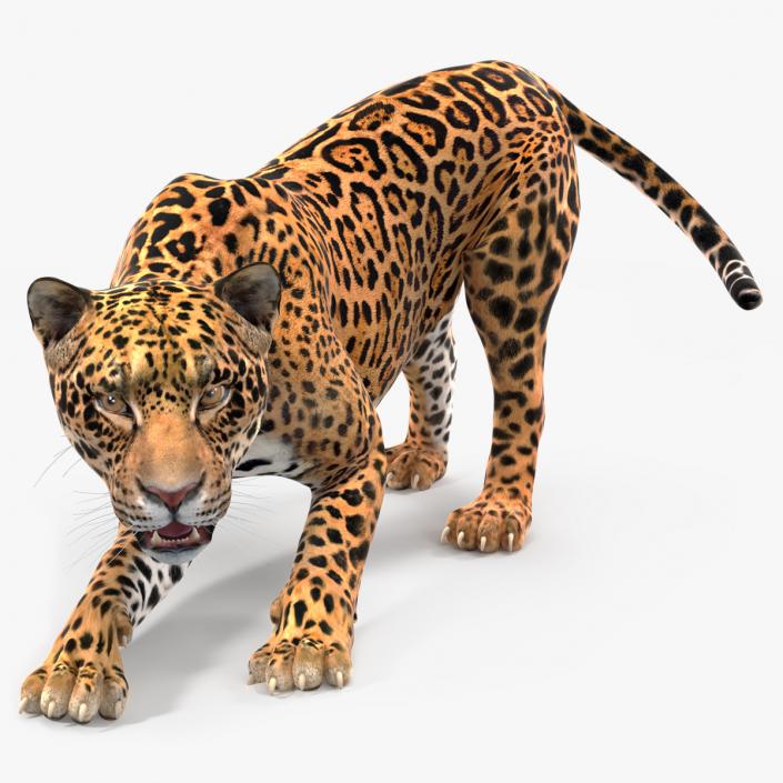 Jaguar Rigged for Cinema 4D 2 3D model