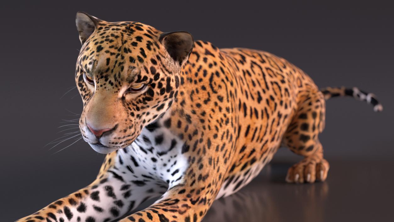 Jaguar Rigged for Cinema 4D 2 3D model