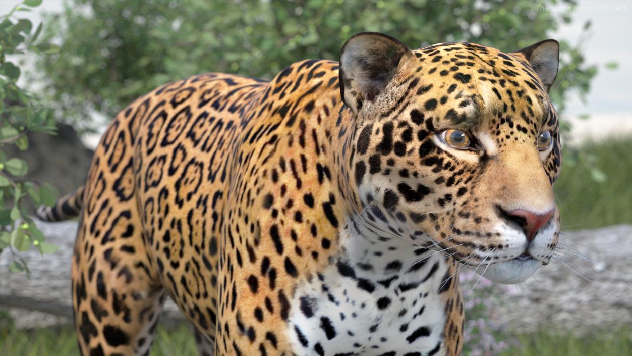 Jaguar Rigged for Cinema 4D 2 3D model