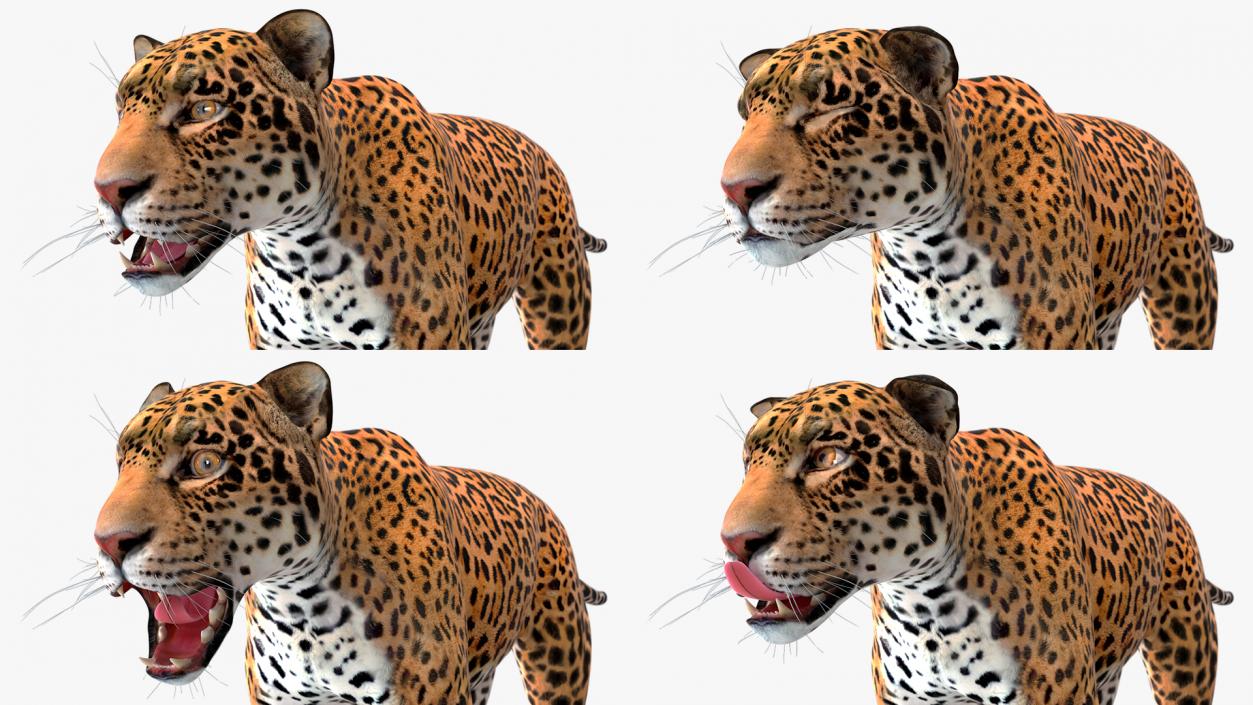 Jaguar Rigged for Cinema 4D 2 3D model