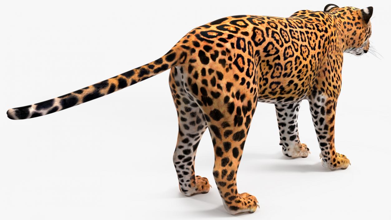 Jaguar Rigged for Cinema 4D 2 3D model