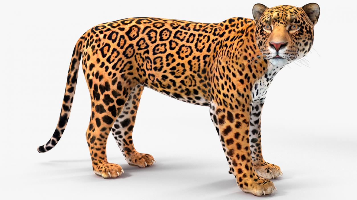 Jaguar Rigged for Cinema 4D 2 3D model