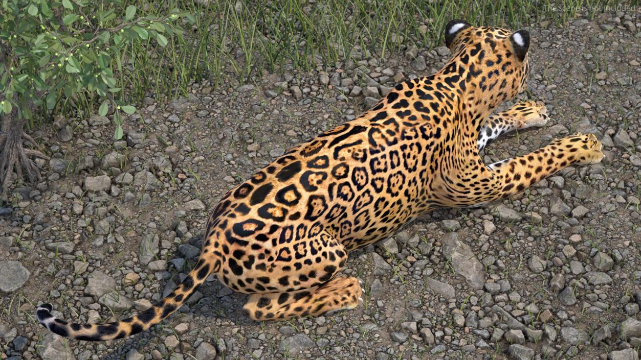 Jaguar Rigged for Cinema 4D 2 3D model