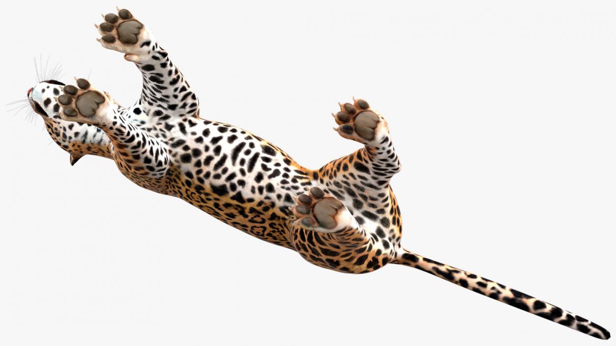 Jaguar Rigged for Cinema 4D 2 3D model