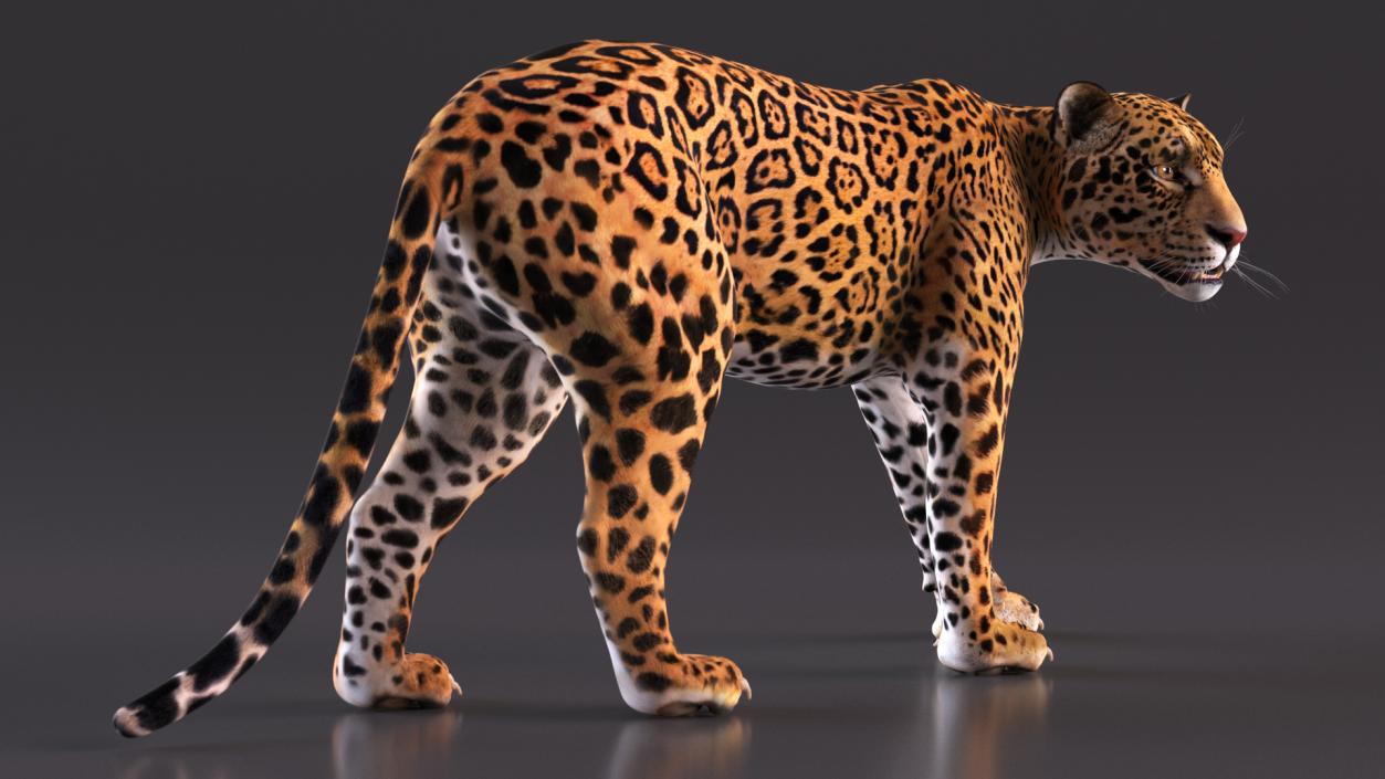 Jaguar Rigged for Cinema 4D 2 3D model