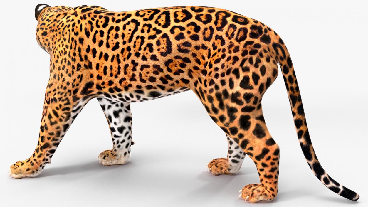 Jaguar Rigged for Cinema 4D 2 3D model