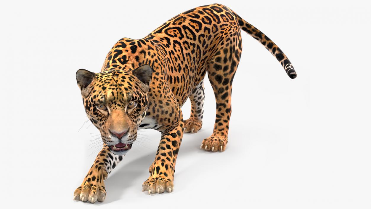 Jaguar Rigged for Cinema 4D 2 3D model