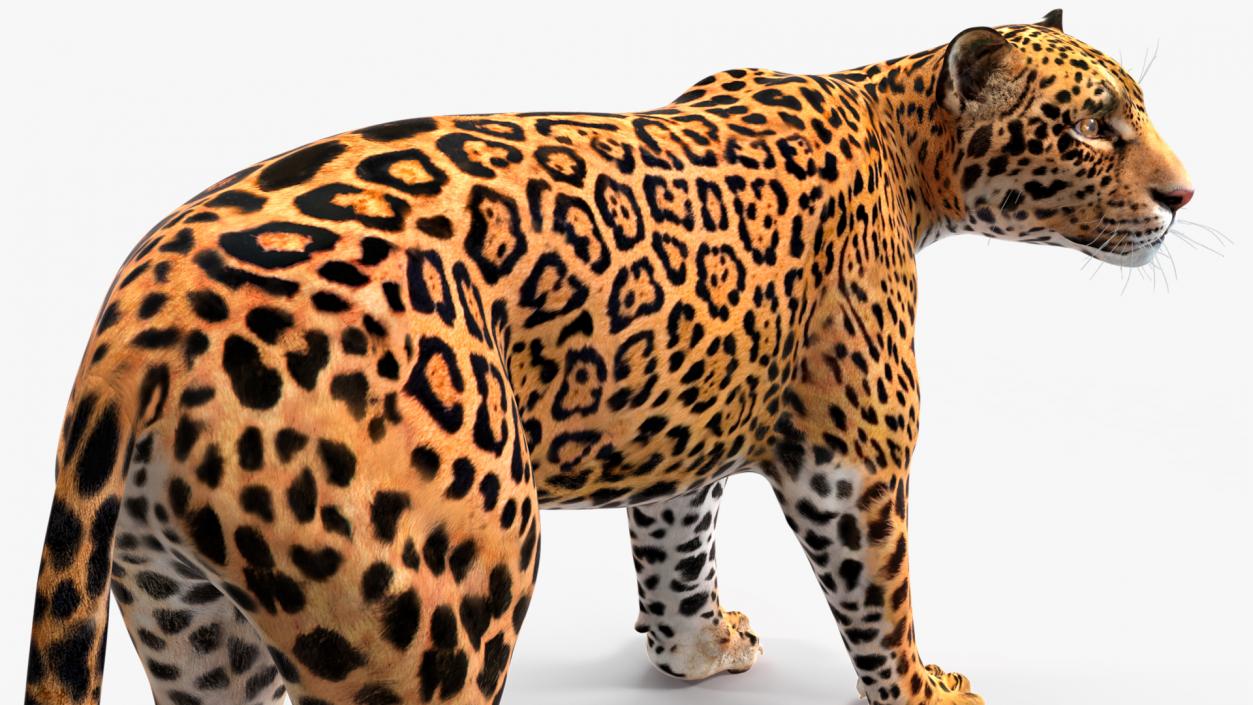 Jaguar Rigged for Cinema 4D 2 3D model