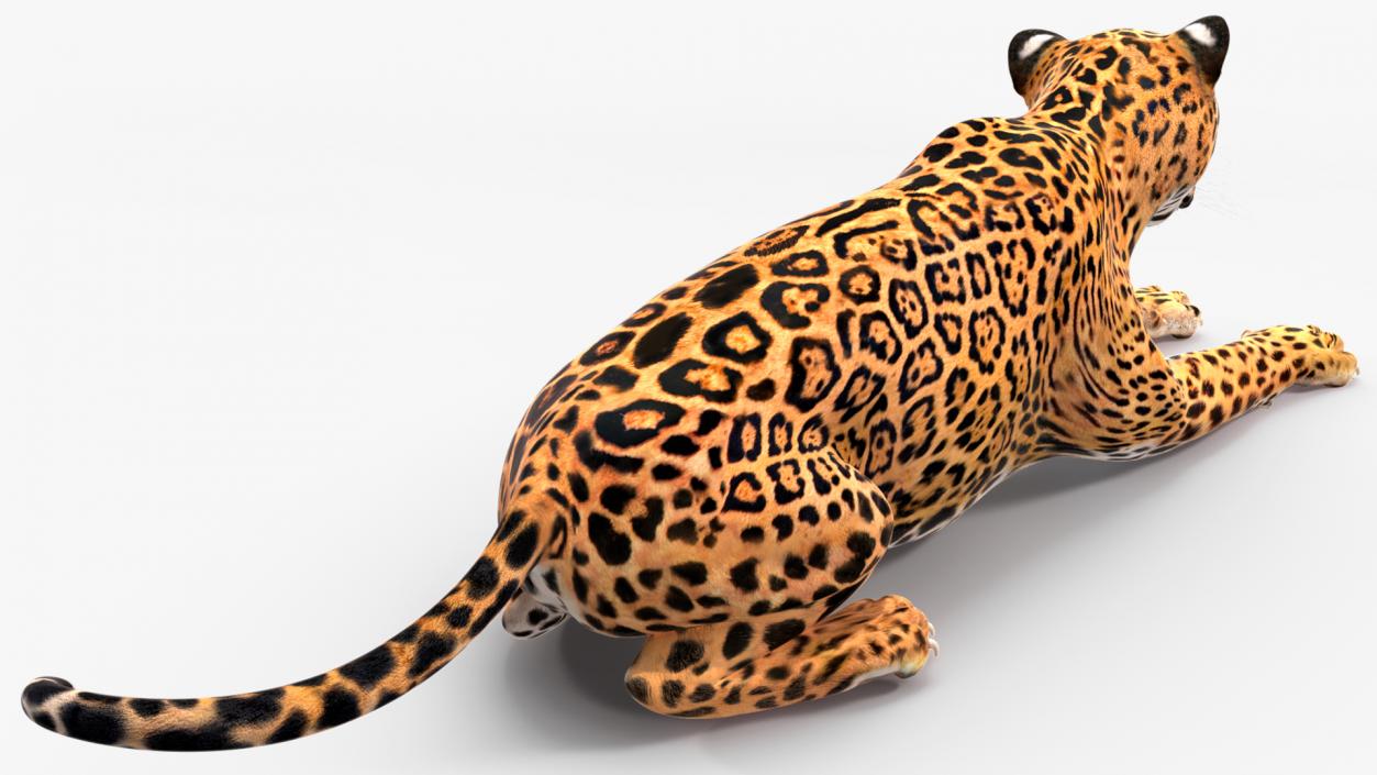 Jaguar Rigged for Cinema 4D 2 3D model