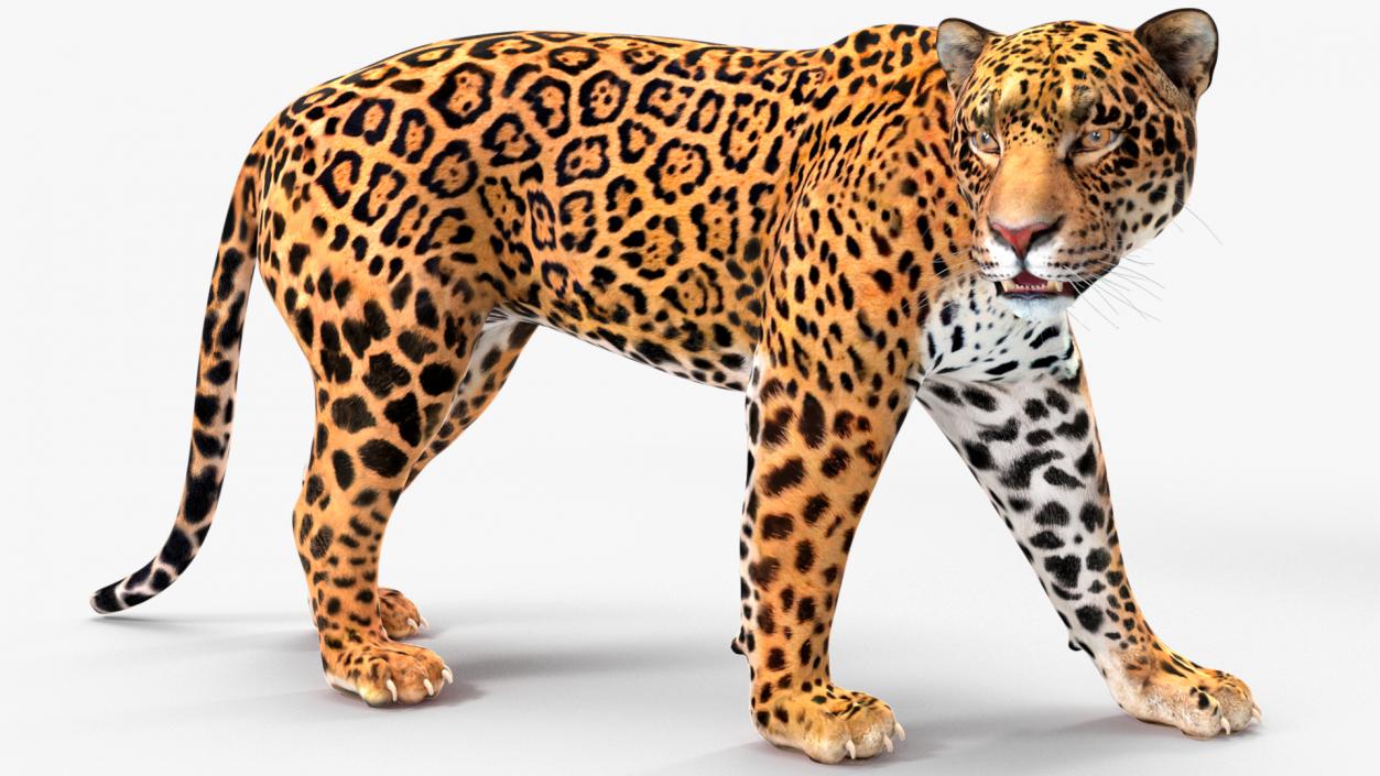 Jaguar Rigged for Cinema 4D 2 3D model