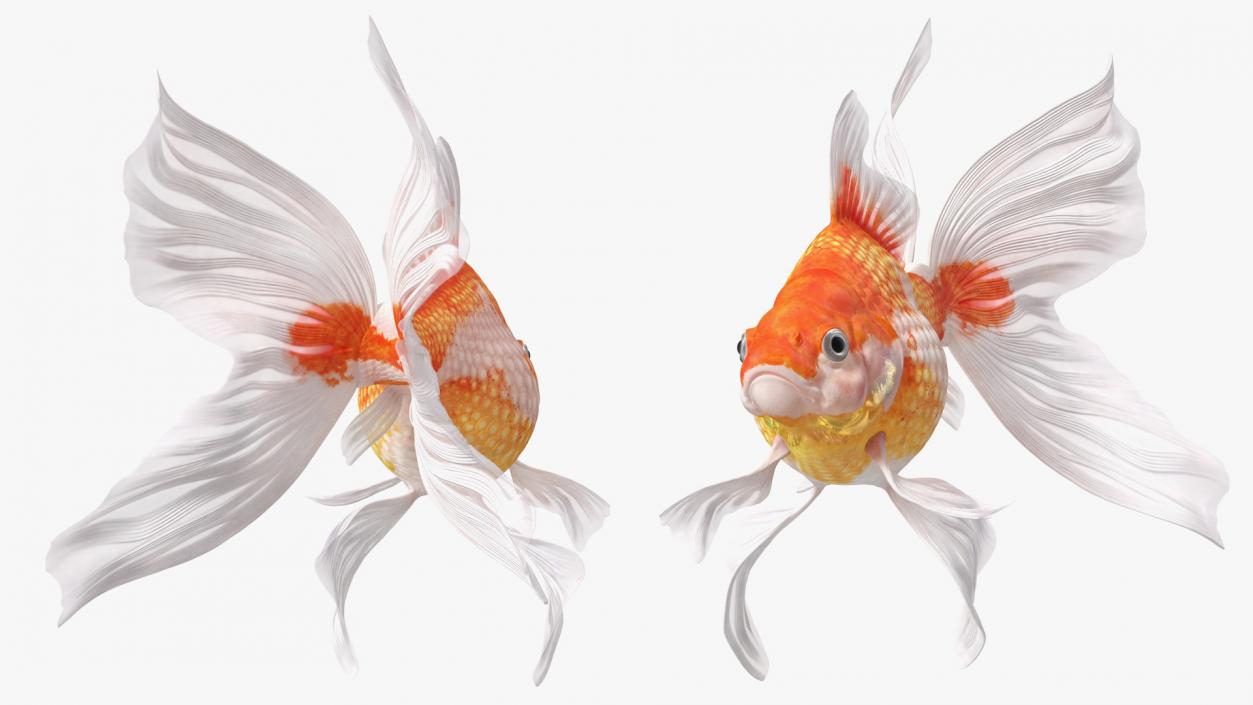 White Goldfish Aquarium Fish Swimming Pose 3D