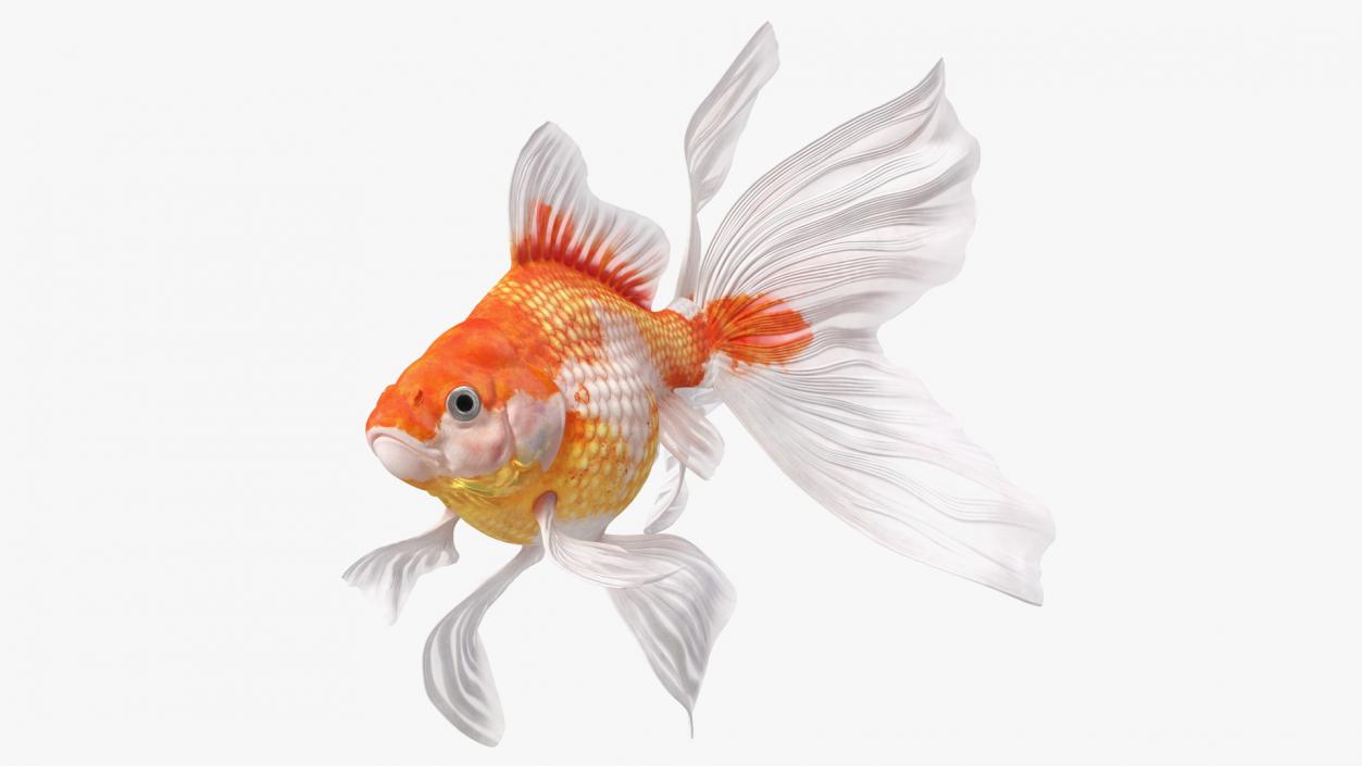 White Goldfish Aquarium Fish Swimming Pose 3D