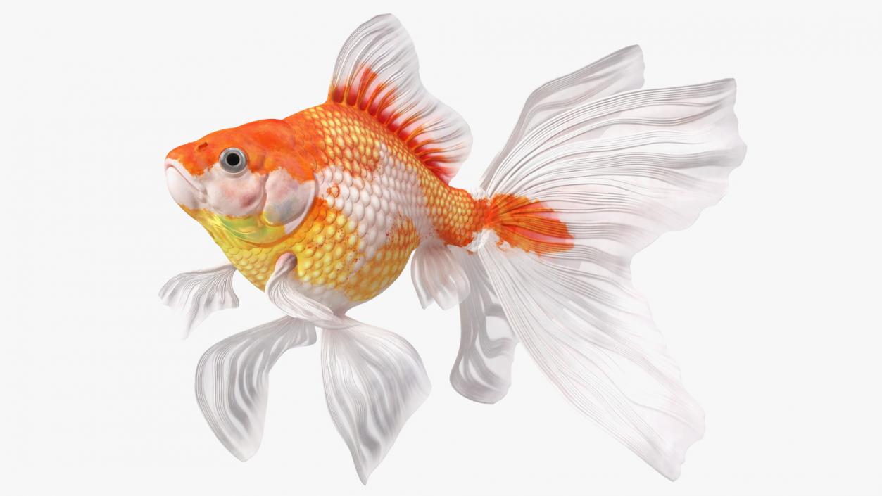 White Goldfish Aquarium Fish Swimming Pose 3D