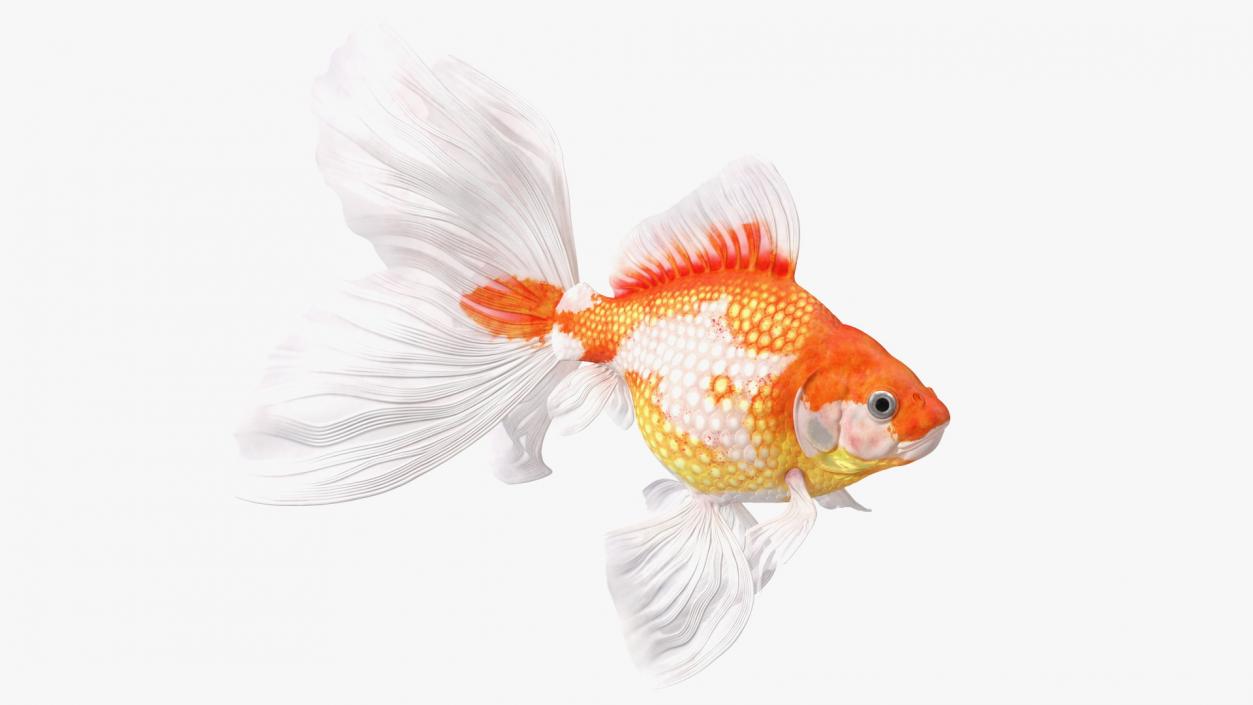 White Goldfish Aquarium Fish Swimming Pose 3D