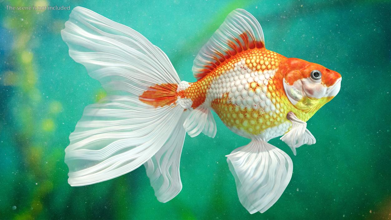 White Goldfish Aquarium Fish Swimming Pose 3D