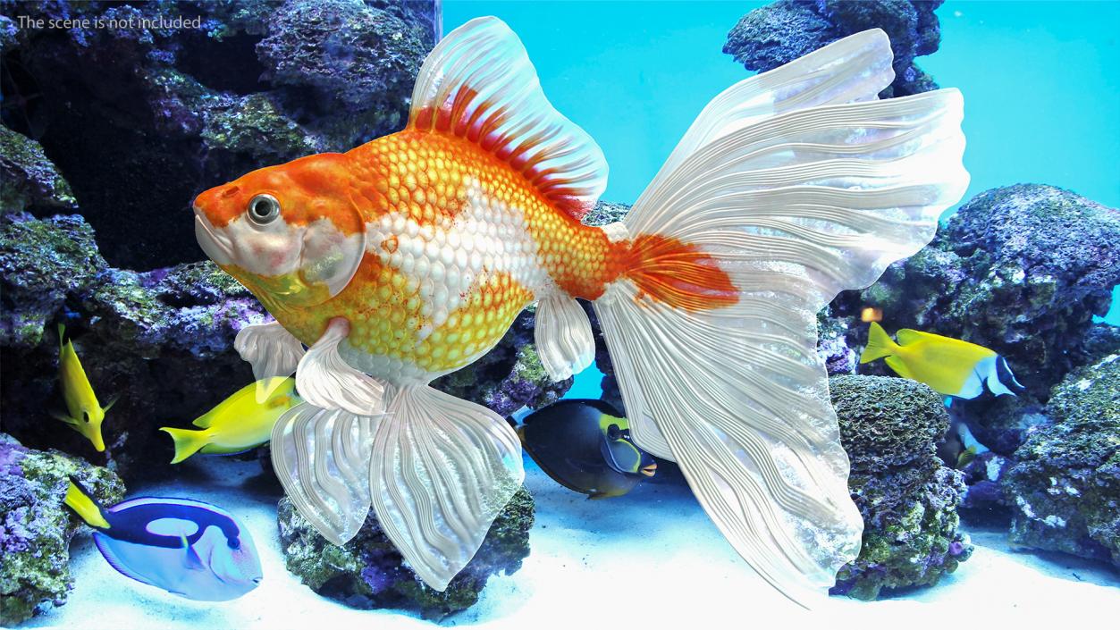 White Goldfish Aquarium Fish Swimming Pose 3D