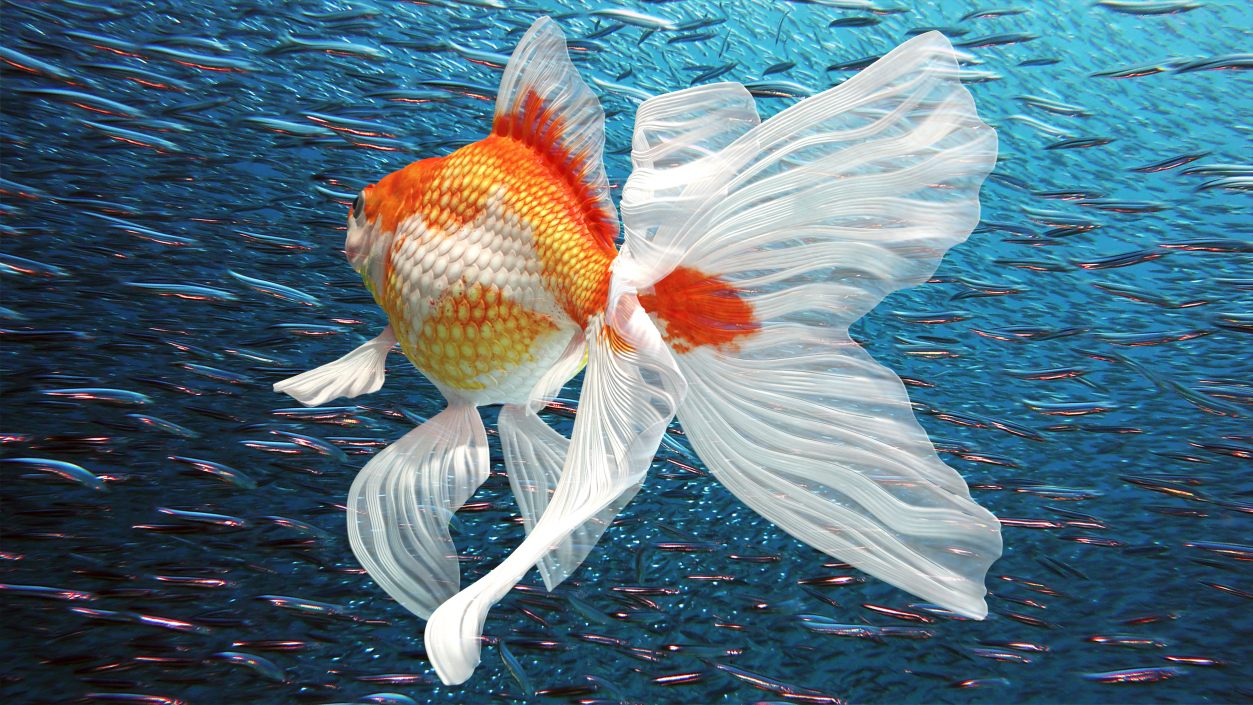 White Goldfish Aquarium Fish Swimming Pose 3D