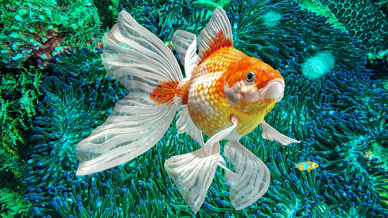 White Goldfish Aquarium Fish Swimming Pose 3D