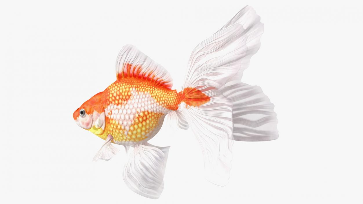 White Goldfish Aquarium Fish Swimming Pose 3D