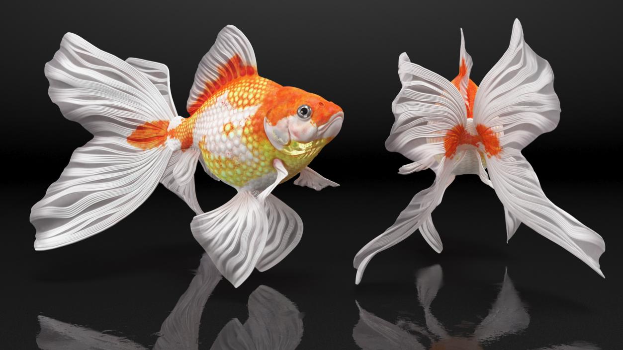 White Goldfish Aquarium Fish Swimming Pose 3D