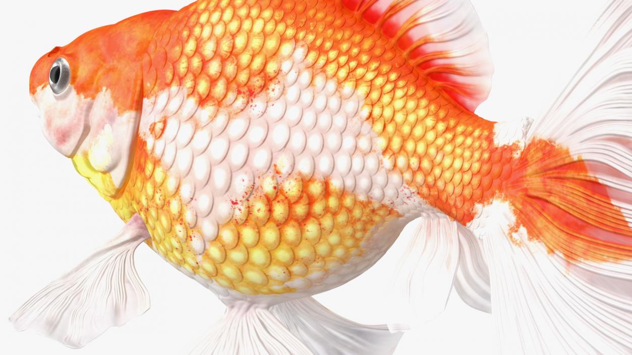 White Goldfish Aquarium Fish Swimming Pose 3D