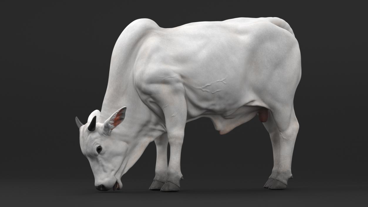 3D Nelore Cow Male Eating Fur