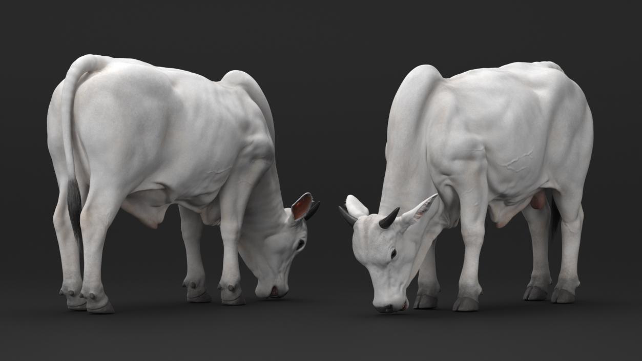 3D Nelore Cow Male Eating Fur