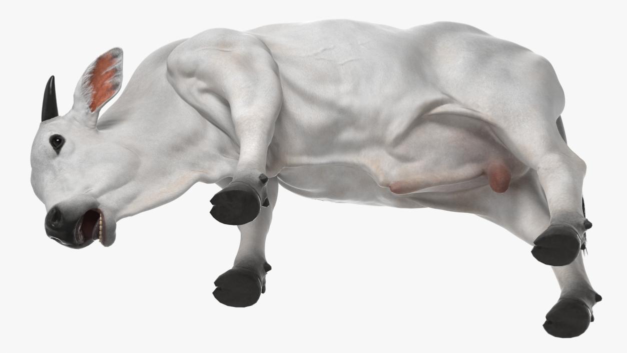 3D Nelore Cow Male Eating Fur