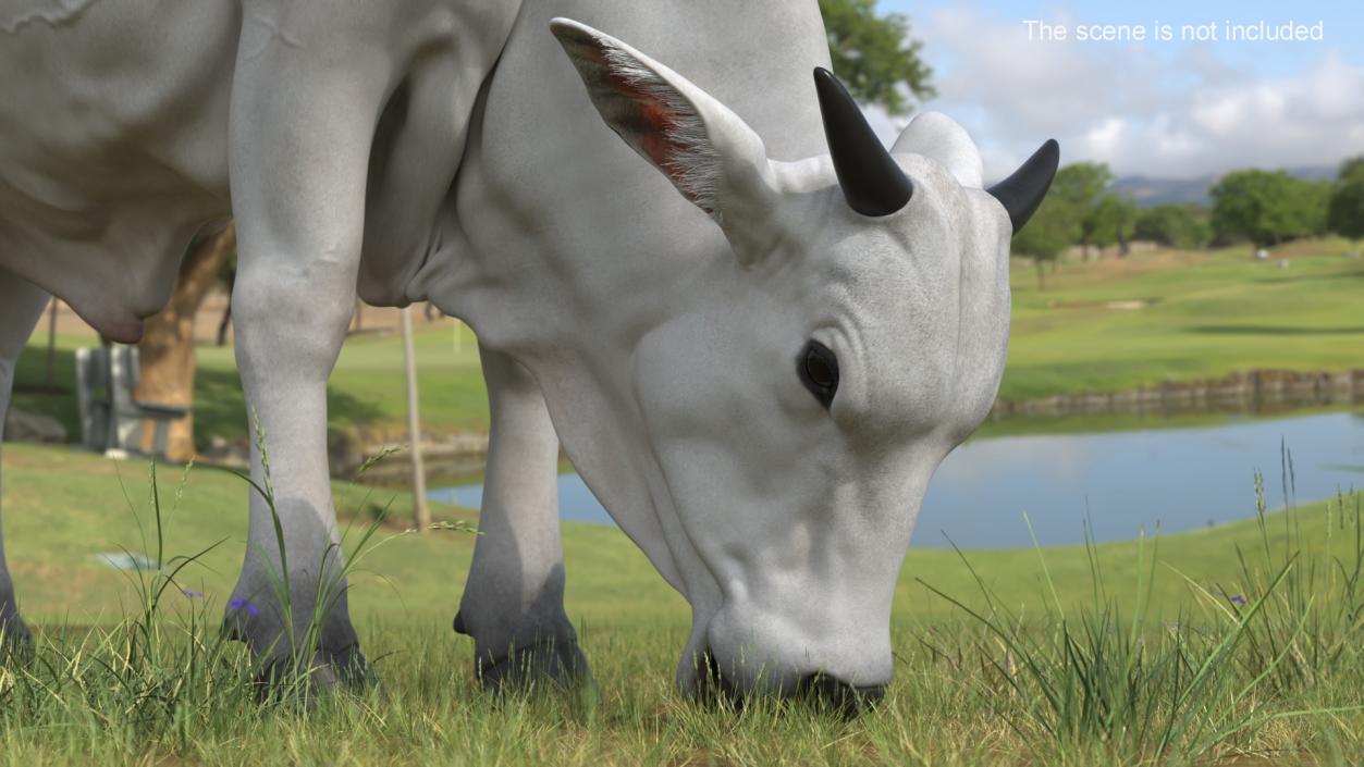 3D Nelore Cow Male Eating Fur