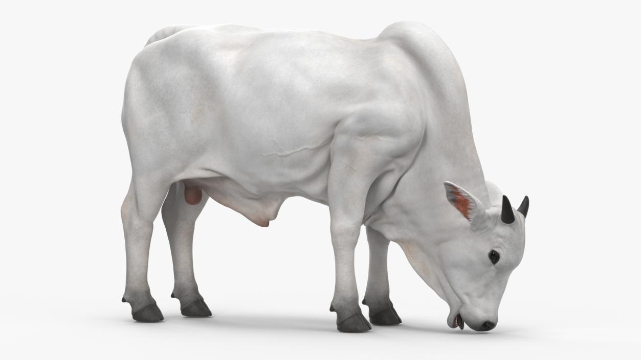 3D Nelore Cow Male Eating Fur