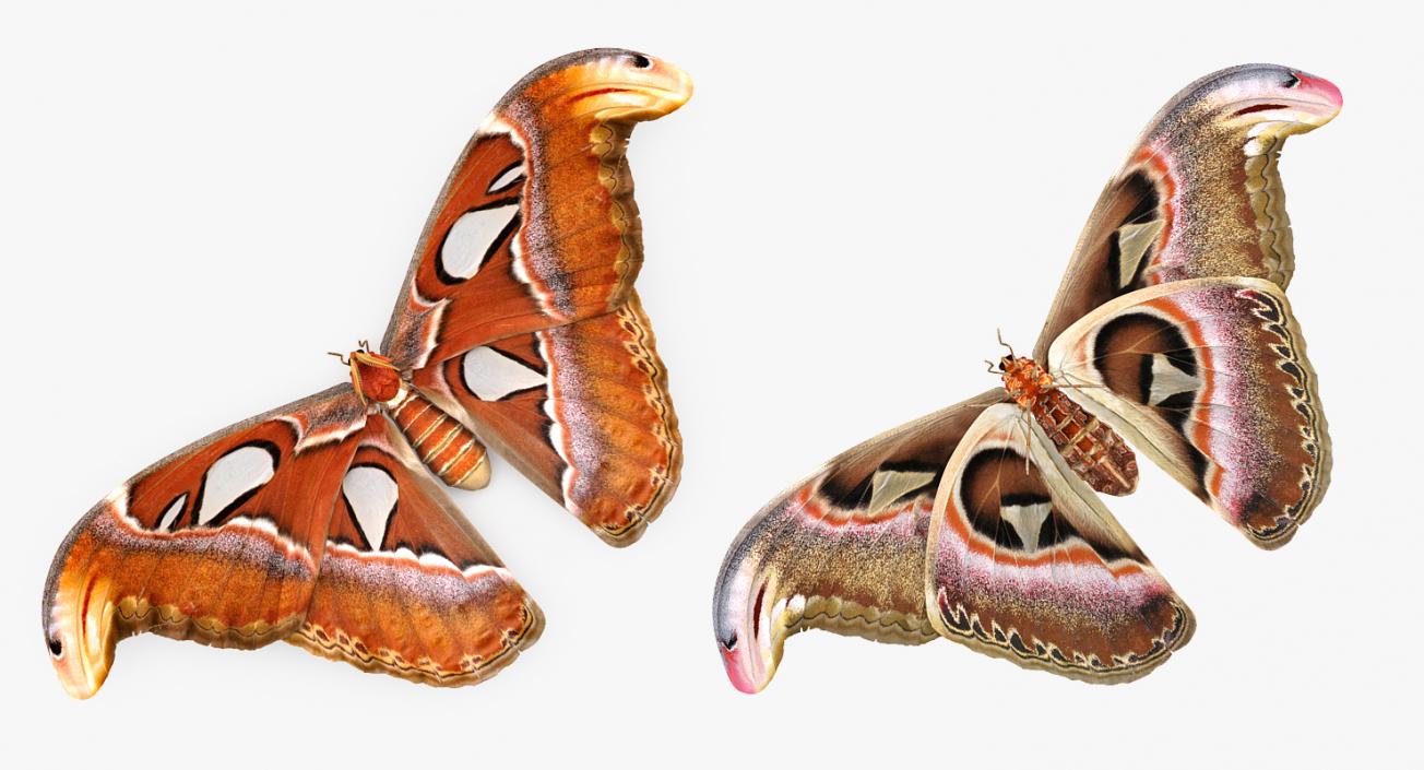 3D Atlas Moth Sitting Pose model