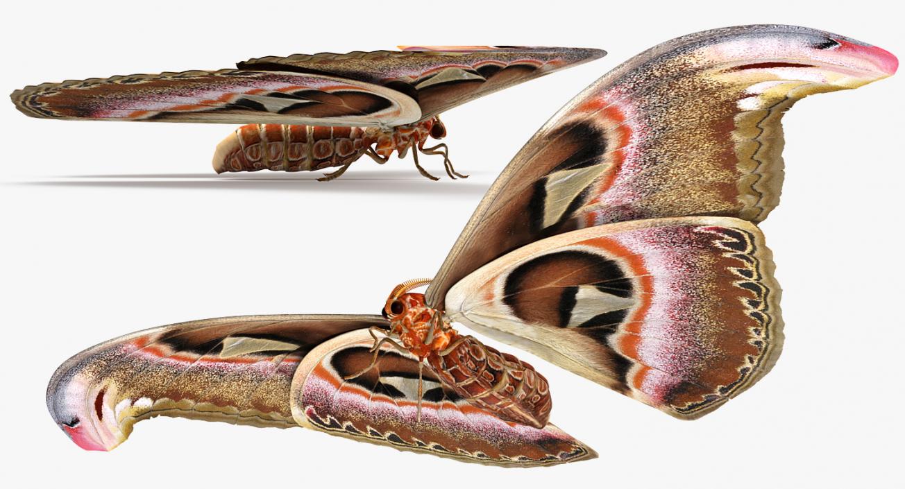 3D Atlas Moth Sitting Pose model