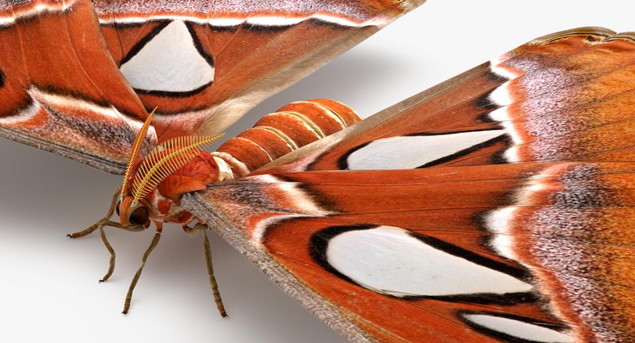 3D Atlas Moth Sitting Pose model