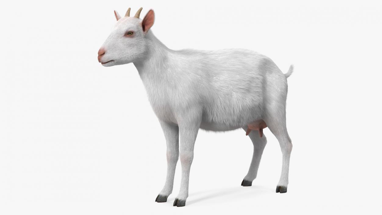 3D Goat Saanen Breed Rigged Fur model