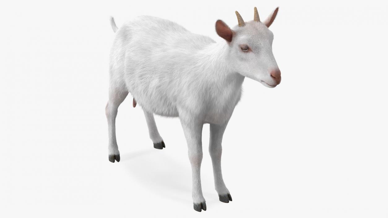 3D Goat Saanen Breed Rigged Fur model