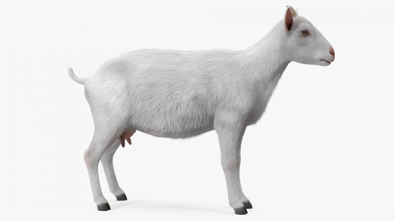 3D Goat Saanen Breed Rigged Fur model