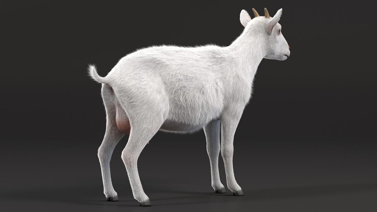 3D Goat Saanen Breed Rigged Fur model