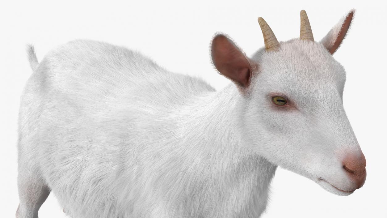 3D Goat Saanen Breed Rigged Fur model