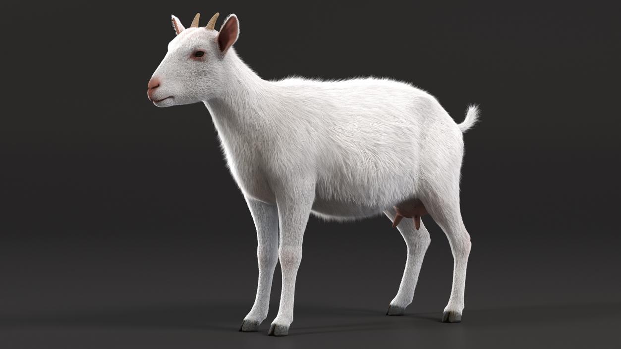 3D Goat Saanen Breed Rigged Fur model