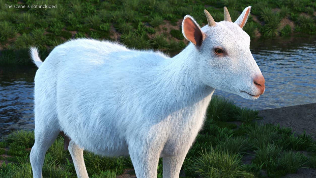 3D Goat Saanen Breed Rigged Fur model