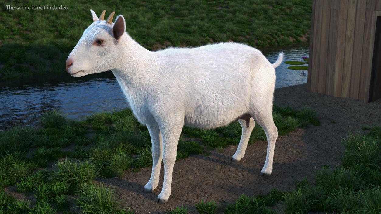 3D Goat Saanen Breed Rigged Fur model