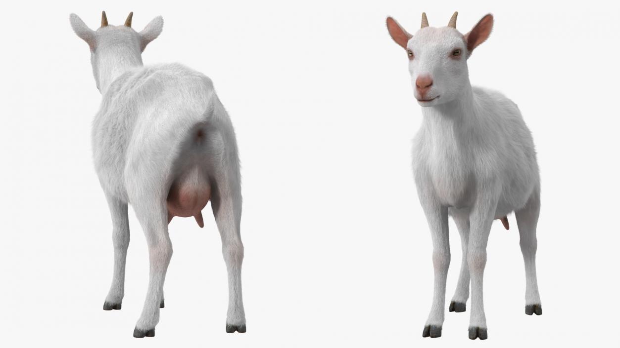 3D Goat Saanen Breed Rigged Fur model