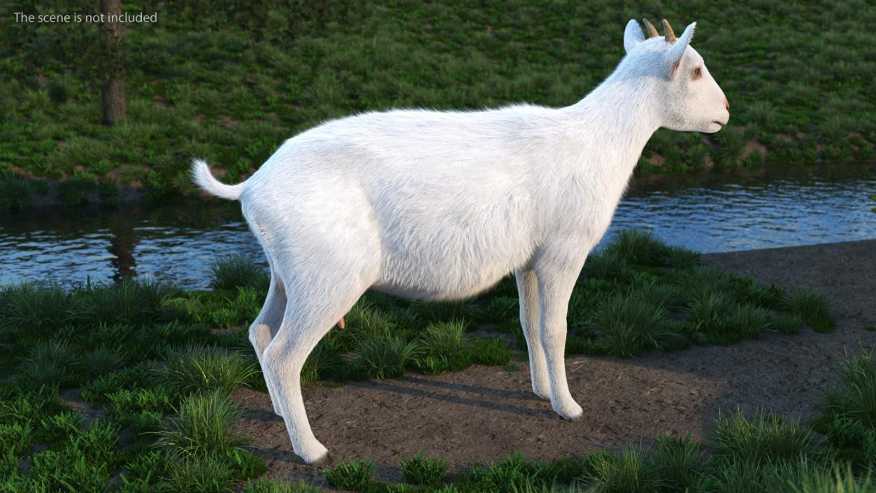 3D Goat Saanen Breed Rigged Fur model