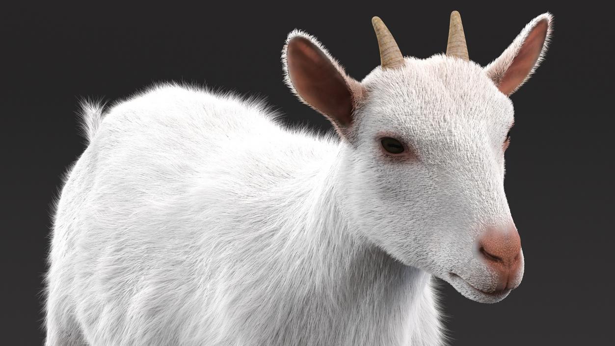 3D Goat Saanen Breed Rigged Fur model