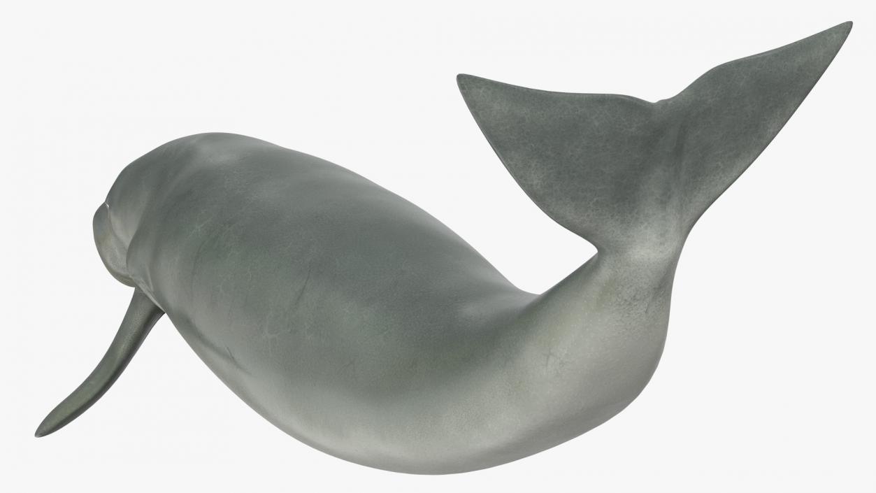 Dugong Playful Pose 3D model