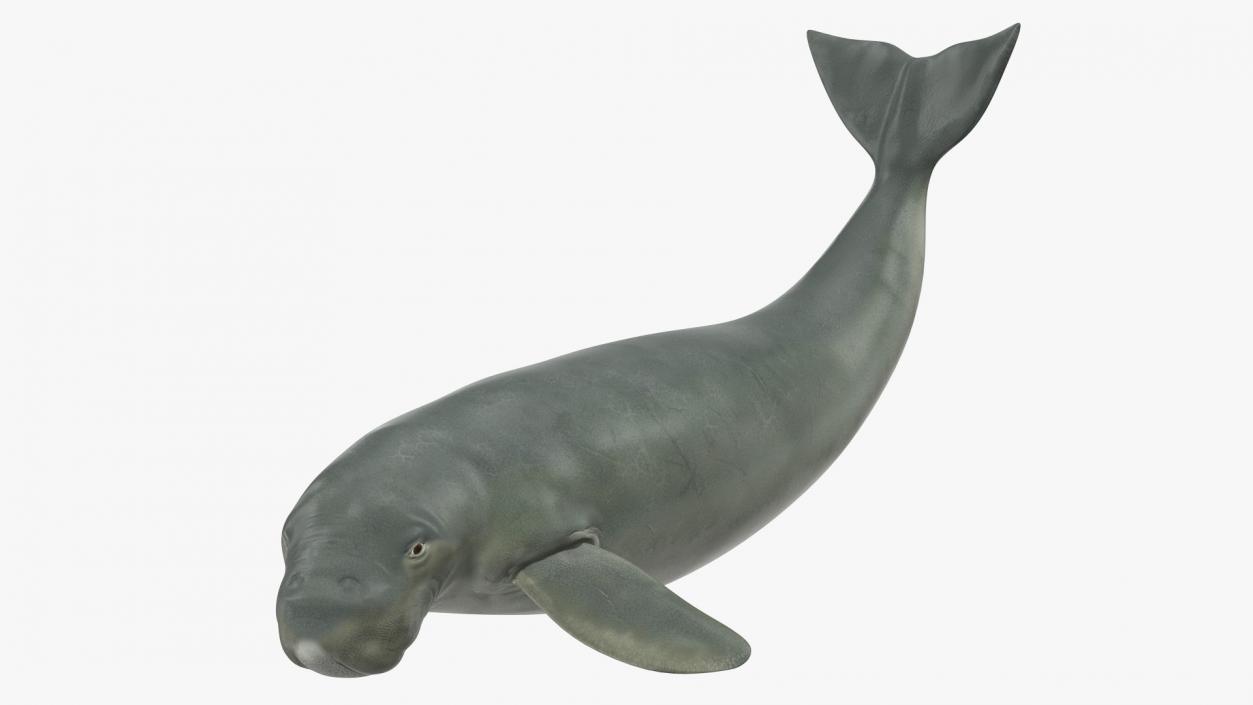 Dugong Playful Pose 3D model