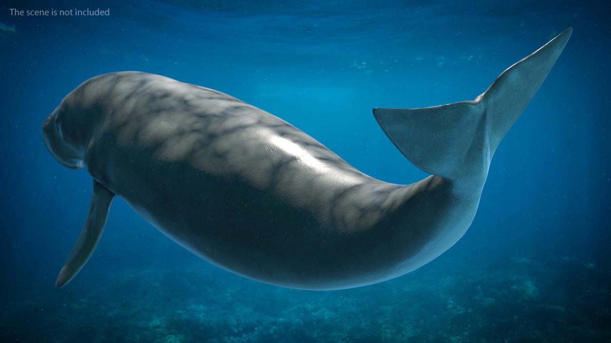 Dugong Playful Pose 3D model