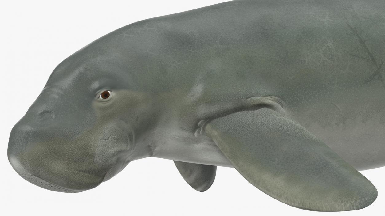 Dugong Playful Pose 3D model